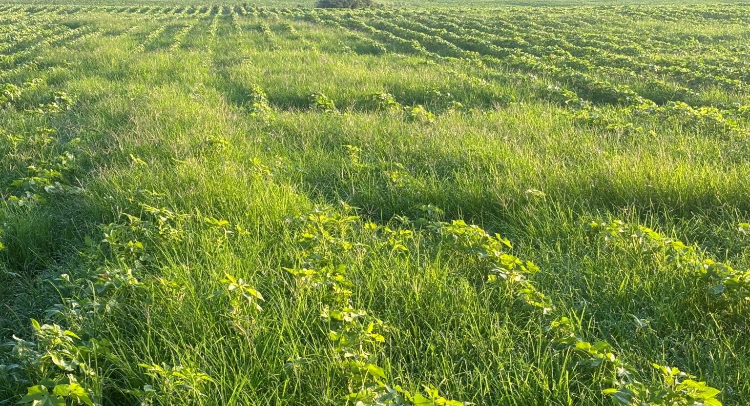 Example of goosegrass escapes in cotton plantings